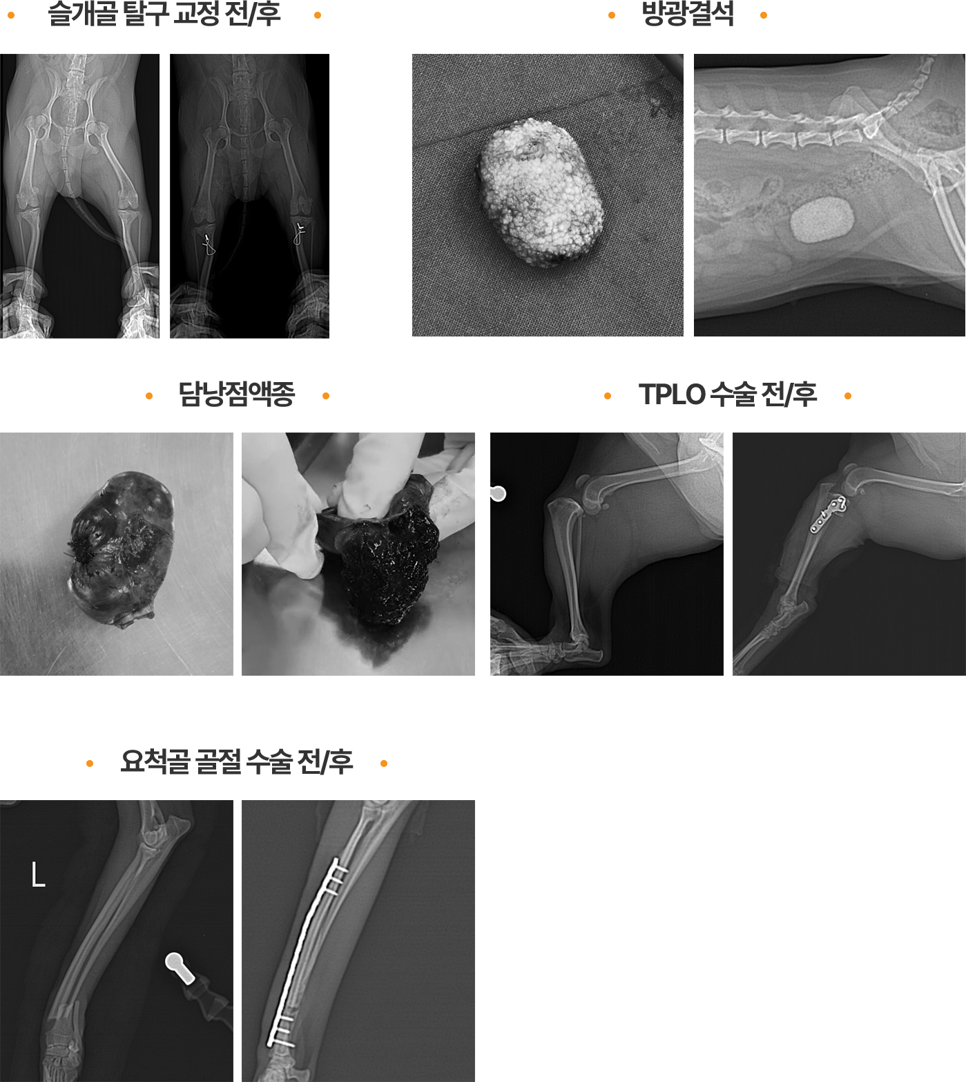 슬개골 탈구 교정 전/후