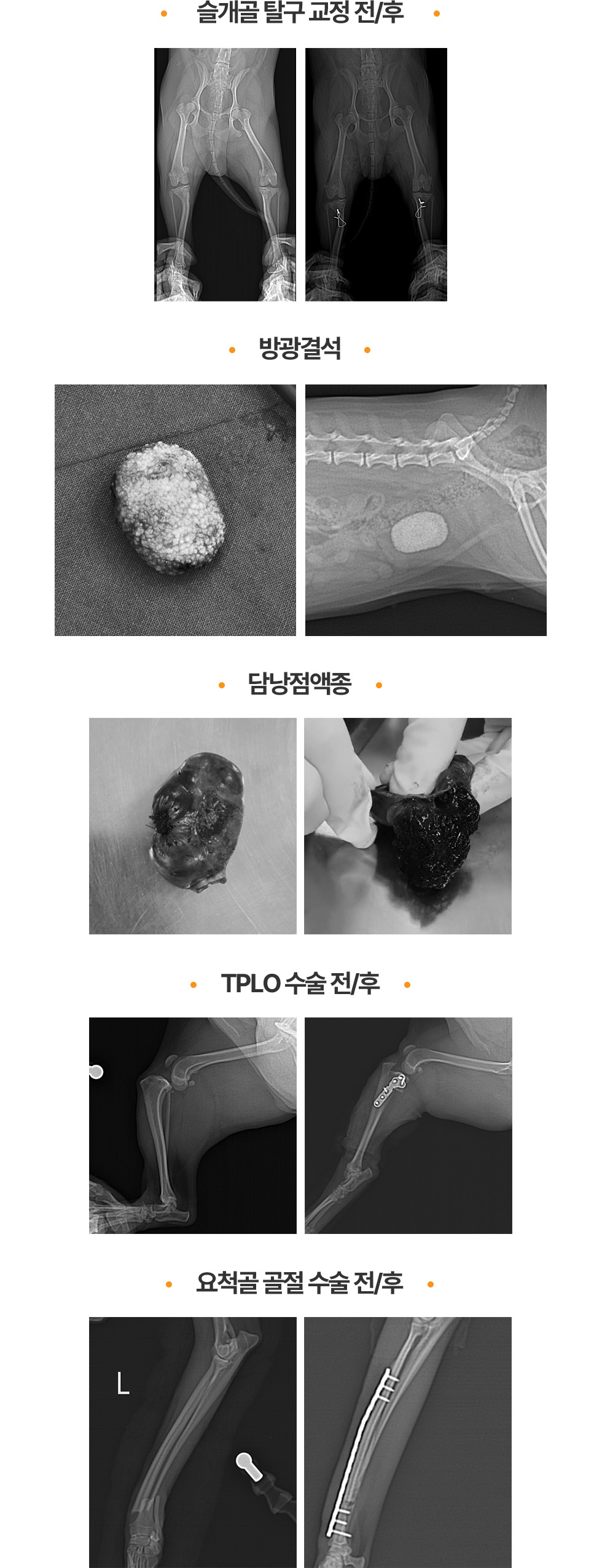 슬개골 탈구 교정 전/후