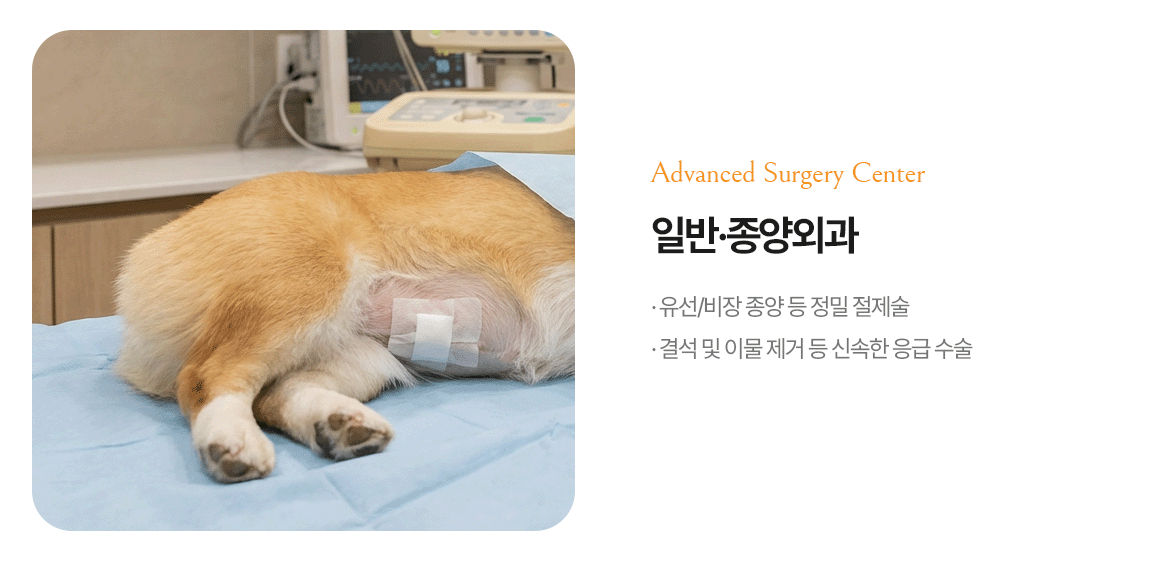 일반·종양외과